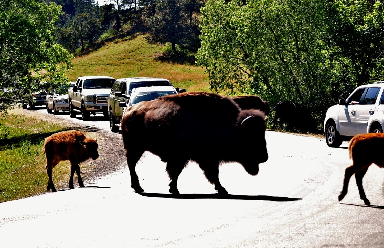 bison crossing road